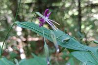 Prenanthes purpurea