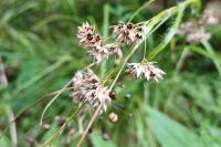 Luzula luzuloides