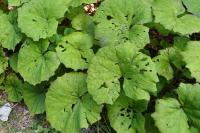 Petasites hybridus