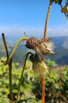 Cirsium erisithales