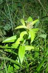 Gentiana cruciata