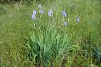 Iris pallida