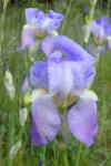Iris pallida