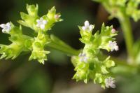 Valerianella eriocarpa