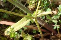 Valerianella eriocarpa