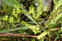 Valerianella eriocarpa
