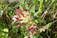 Anthyllis vulneraria
