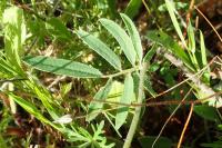 Anthyllis vulneraria