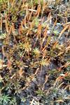 Aloina aloides