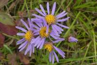 Aster amellus