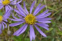 Aster amellus