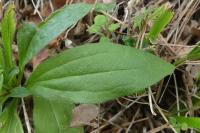 Aster amellus