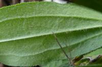 Aster amellus