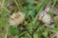 Aster amellus