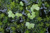 Ranunculus omiophyllus