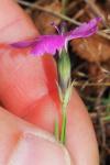 Dianthus seguieri