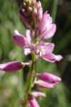 Polygala comosa