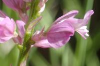 Polygala comosa