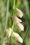 Polygala comosa