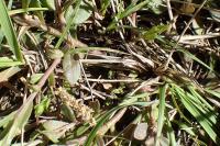 Polygala comosa