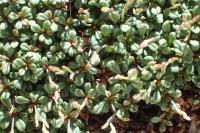 Limonium pseudominutum