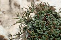 Limonium pseudominutum