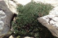 Limonium pseudominutum
