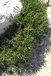 Crithmum maritimum