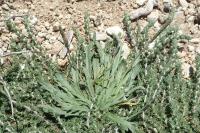 Plantago coronopus