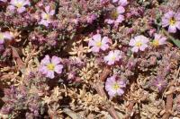 Frankenia hirsuta