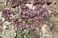 Frankenia hirsuta