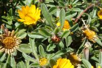 Pallenis maritima