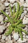 Valantia muralis