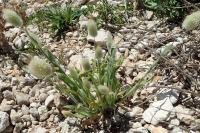 Lagurus ovatus