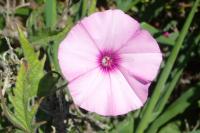 Convolvulus althaeoides