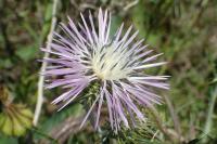 Galactites tomentosus