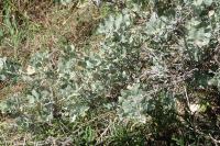 Atriplex halimus