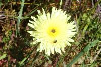 Urospermum dalechampii