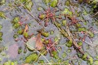 Drosera intermedia