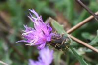 Centaurea aspera