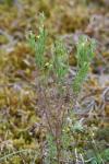 Linaria arenaria