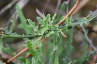 Centaurea aspera