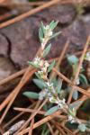 Polygonum maritimum