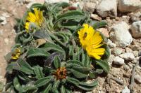 Pallenis maritima