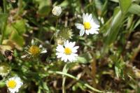 Bellis annua