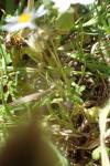 Bellis annua