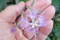 Dianthus superbus