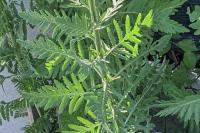 Achillea filipendulina