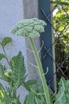 Achillea filipendulina