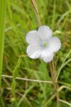 Linum usitatissimum